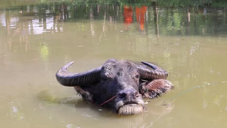 buffalo submerges and emerges in tranquil water