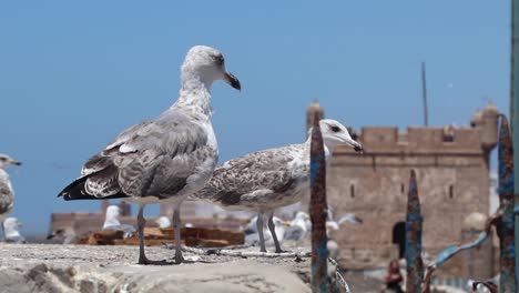 Gaviotas-De-Essaouira,-Marruecos-Y-Detrás-De-Ellas-La-Kasbah-De-Essaouira-Marina-Donde-Se-Filmó-El-Espectáculo-Juego-De-Tronos-Y-La-Película-Othello