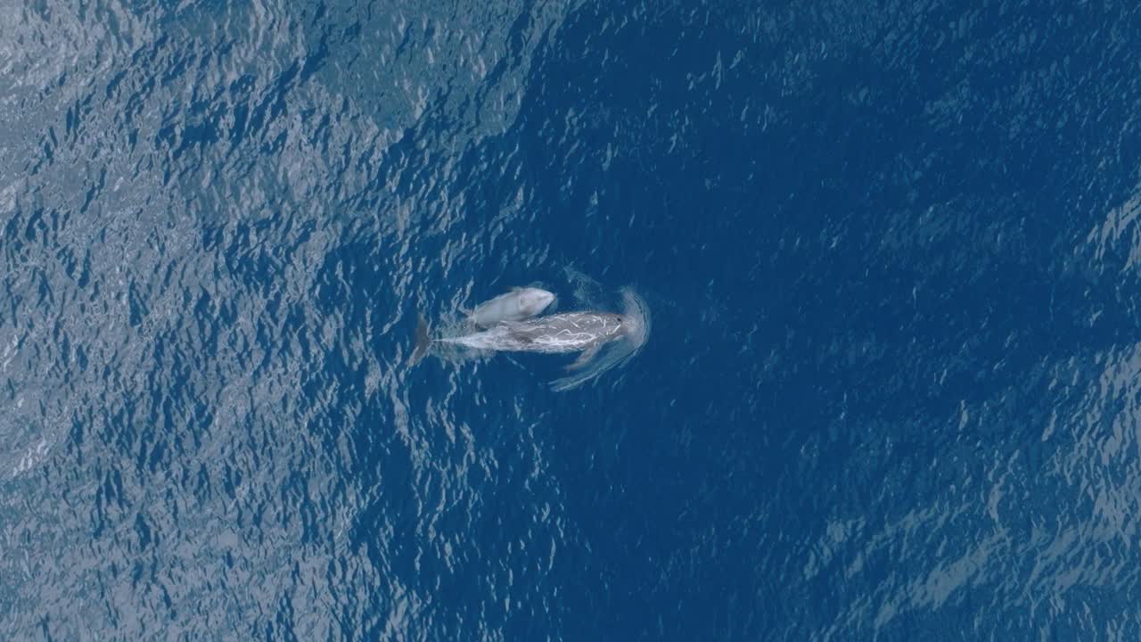 Two Risso's Dolphins swimming in clear blue ocean