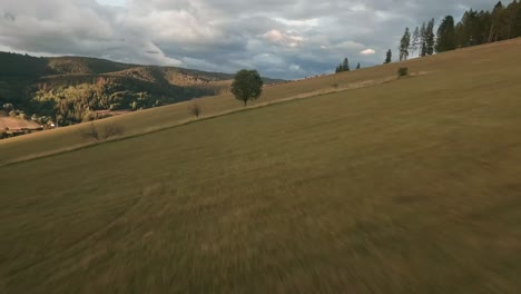 aerial footage from an action camera flying low approaching a lone tree and above a herd of cows grazing on a meadow with yellow dry grass on hill in cierny balog, central slovakia