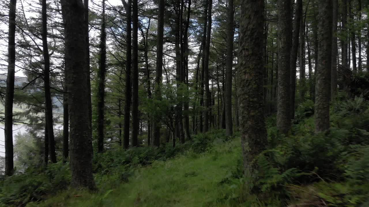 Ripresa con drone in volo all'indietro attraverso una fitta foresta in Scozia