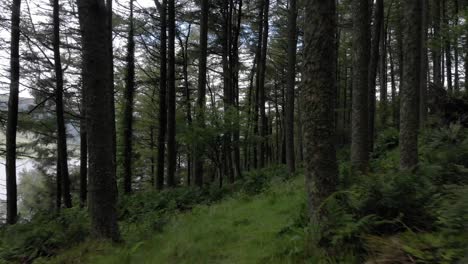 Drohnenschuss,-Der-Rückwärts-Durch-Einen-Dichten-Wald-In-Schottland-Fliegt