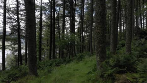 drone shot flying backwards through a thick forest in scotland