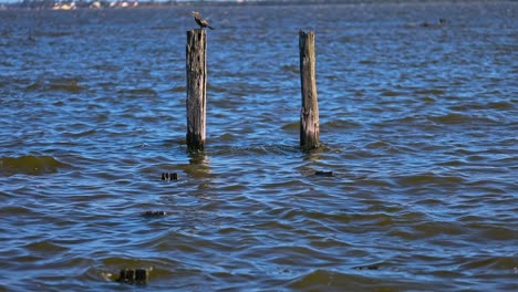 a bird sits on a wooden post that are the remains of an old dock