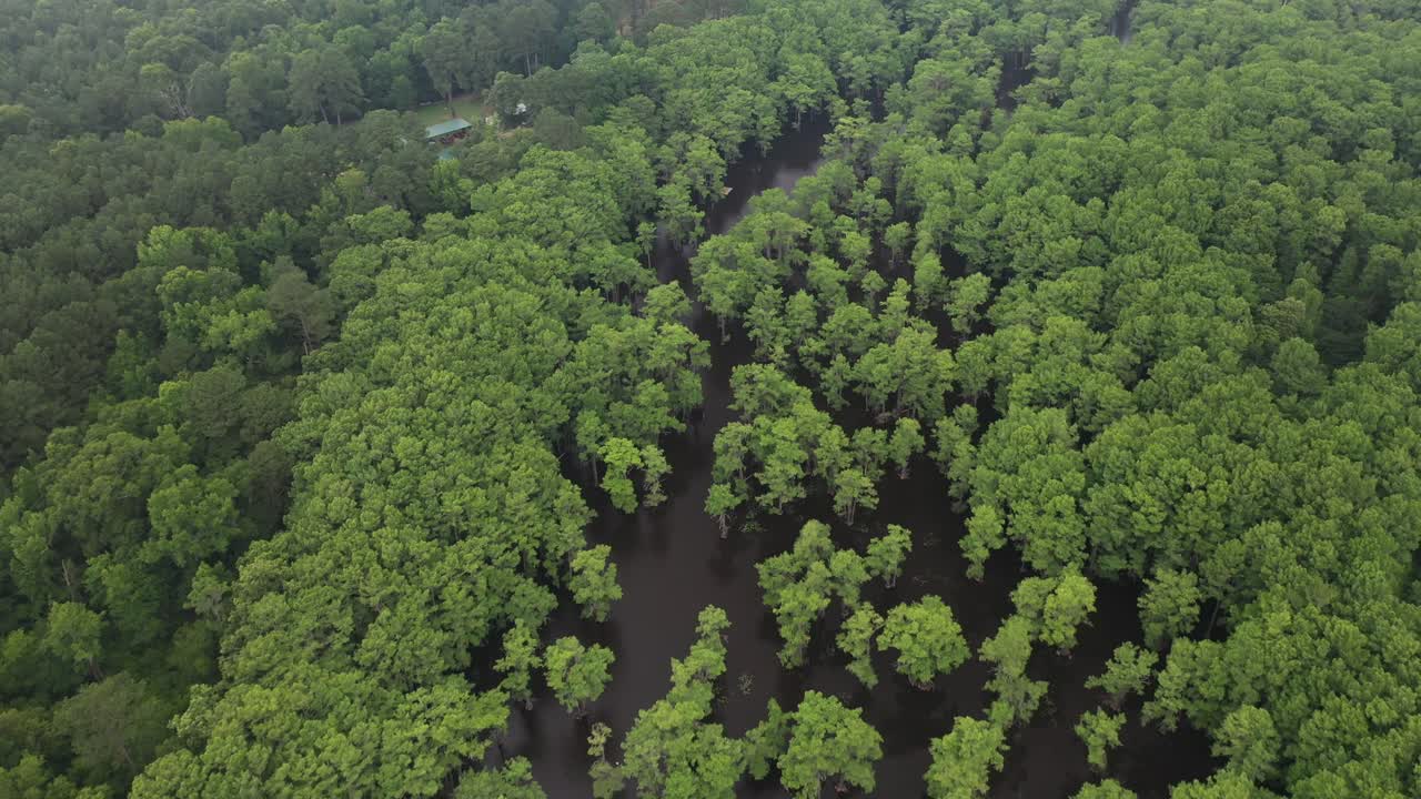 변덕스러운 여름 저녁에 사이프러스 숲과 늪지대의 공중 전망