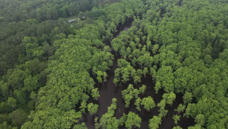 aerial view of cypress forest and swamp land on moody summer evening