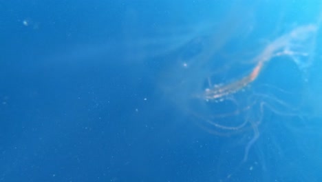 closed view of the dangerous jelly fish in the deep water of oslob cebu, philippines