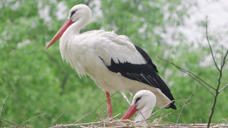 Paar-Westlicher-Weißstorchvögel,-Die-In-Einem-Nest-Ruhen