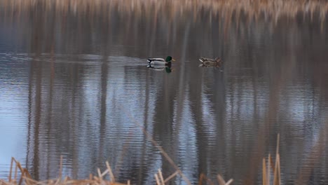 a mallard approaches his mate on a floating pond