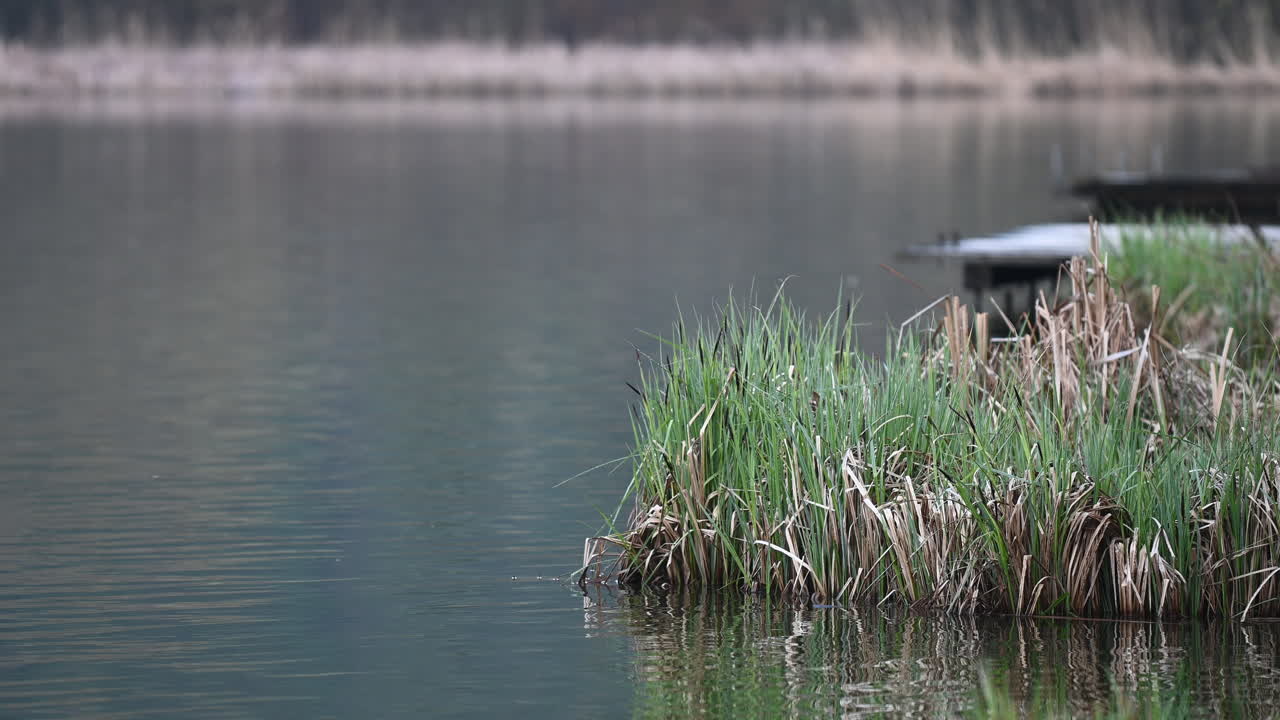 봄 초 에 호수 에 있는 갈대 와 식물 들