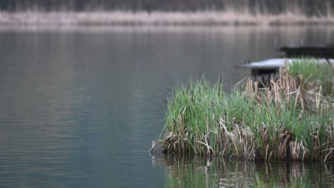 reeds and plants in the lake in early spring