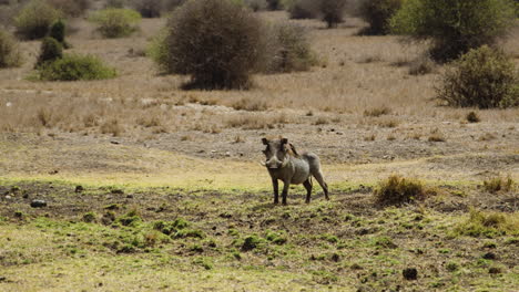 Wildschwein-Mit-Langen-Stoßzähnen-In-Angriffsposition,-Nairobi-Nationalpark,-Zeitlupe