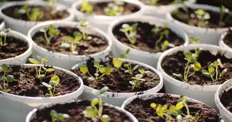 Agriculture-Sorted-Pots-With-Seedlings-In-Greenhouse