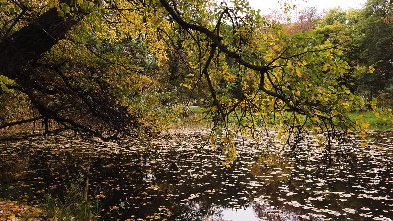 hermosos árboles de otoño con enormes ramas coloridas se inclinan sobre el estanque mientras las hojas caen en el parque skaryszewski con hermosos colores de otoño