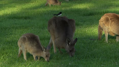 eastern grey kangaroos eating grass in the field in queensland, australia - close up