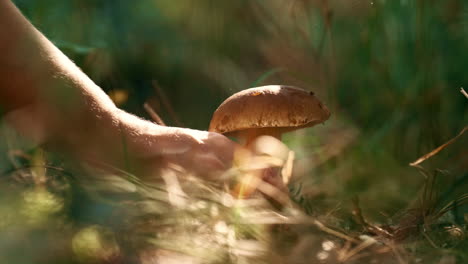 male hand holding mushroom in closeup autumn green organic sunbeams grass.