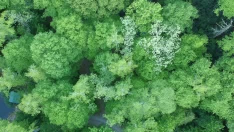 toma de un bosque que se eleva lentamente