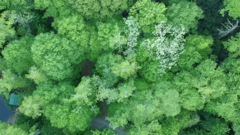 slow rising shot of a forest