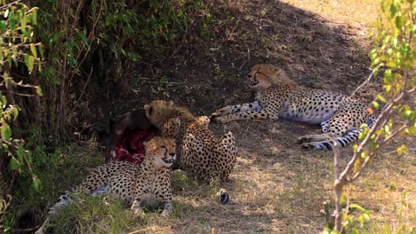 African-cheetah-predator-family-sit-guarding-wildebeest-prey-as-another-eats-under-a-tree-shade