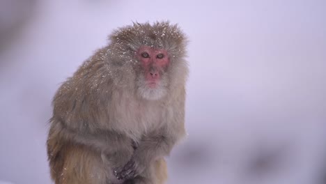 mono macaco rhesus un mono salvaje en la nieve caída