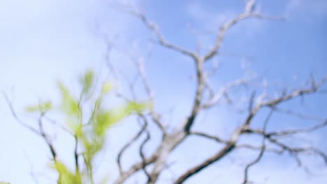 lively green plant blows in the wind with a dead standing tree behind it
