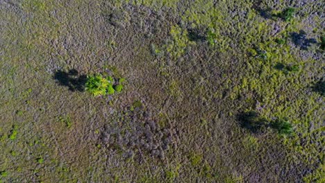 Due-to-deforestation,-the-habitat-of-the-Brazilian-savannah-is-in-drought-and-environmental-crisis---straight-down-aerial-view