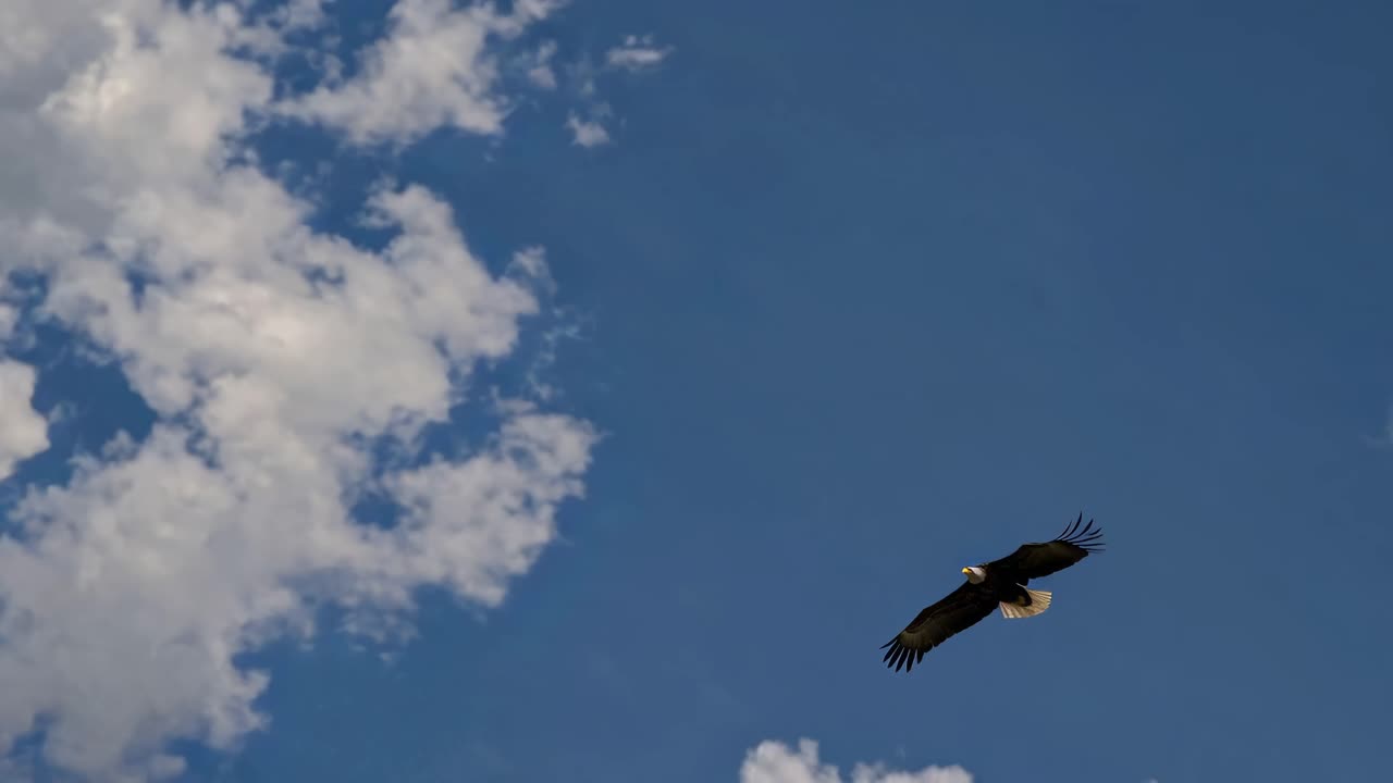águila calva volando por encima de las nubes