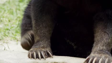 patas y garras de oso de sol rascándose picazón