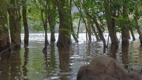 Trees-submerged-in-tranquil-water-reflecting-a-serene-landscape,-shot-in-San-Carlos