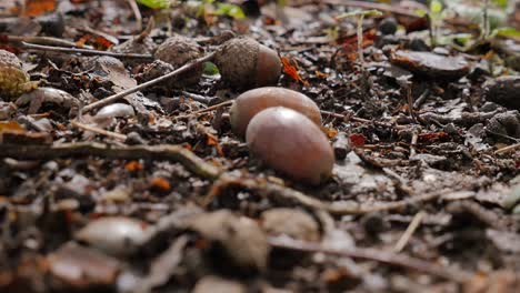 Couple-of-Acorns-Scattered-on-Forest-Floor,-Autumn-Background,-Close-up