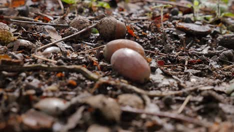 un par de bellotas esparcidas en el suelo del bosque, fondo de otoño, primer plano