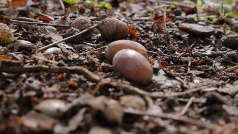 couple of acorns scattered on forest floor, autumn background, close-up