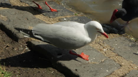 seagull and coots feeding beside a pond on a sunny day