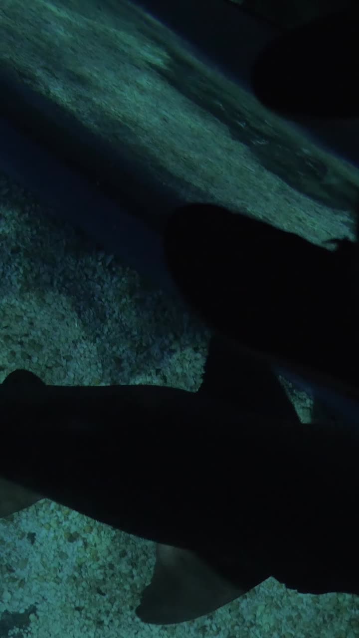 Silhouette of a Shark Swimming Over a Gravelly Seabed