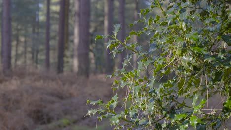 Shot-of-green-leaves-of-a-plant-with-blurred-background-inside-Thetford-forest,-Norfolk,-UK-on-a-sunny-day