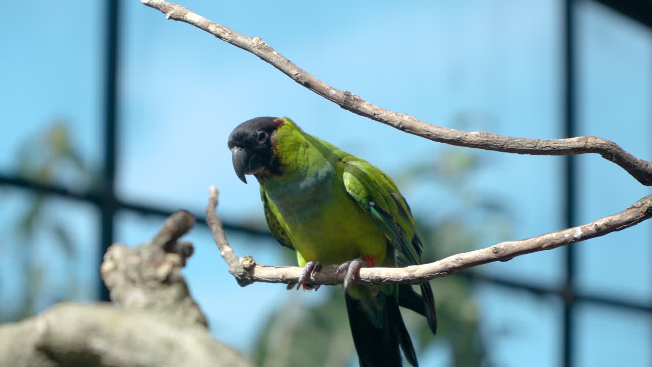 블랙 후드 무새 (black-hooded parakeet bird) 의 클로즈업 (close-up) 은 애완동물 동물원 (petting zoo) 의 몽고 랜드 (mongo land) 에서 느린 동작으로 가지에서 날아갑니다.