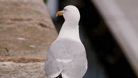 a close-up sequence of a seagull walking and turning its head on a stone dock near water, captured in soft natural daylight with a steady camera