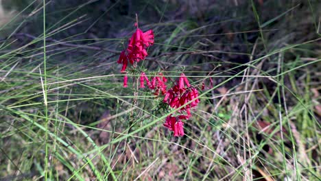 Eine-Nahaufnahme-Der-Rosafarbenen-Heide-Im-Australischen-Busch