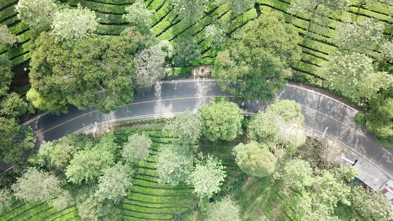 차 농장 도로 의 공중 사진