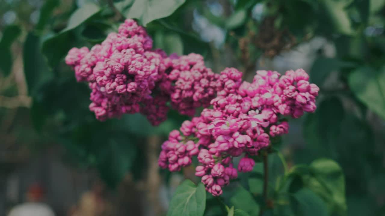 Close-up of a pink flower bouquet gently swaying in the wind