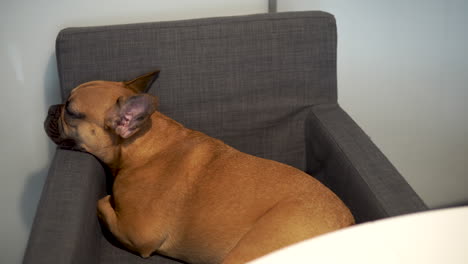 light brown french bulldog lies on armchair and put head on backed, dog curled up on chair at table