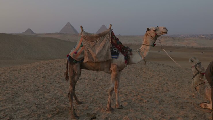 camellos de pie frente a las pirámides de giza al atardecer