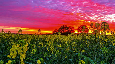 time lapse shot of yellow rapeseed growing on canola field during sunset time with colorful sky in background