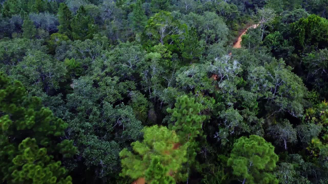 aerial siguiendo un suv a través de las copas de los árboles en un camino de tierra en la reserva forestal de mountain pine ridge en belice