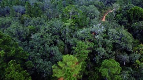 Antena-Siguiendo-Un-Todoterreno-A-Través-De-Las-Copas-De-Los-árboles-En-Un-Camino-De-Tierra-En-La-Reserva-Forestal-De-Montaña-De-Pinos-En-Belice