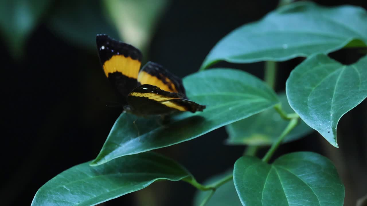 mariposa descansando en una hoja, ligeros movimientos