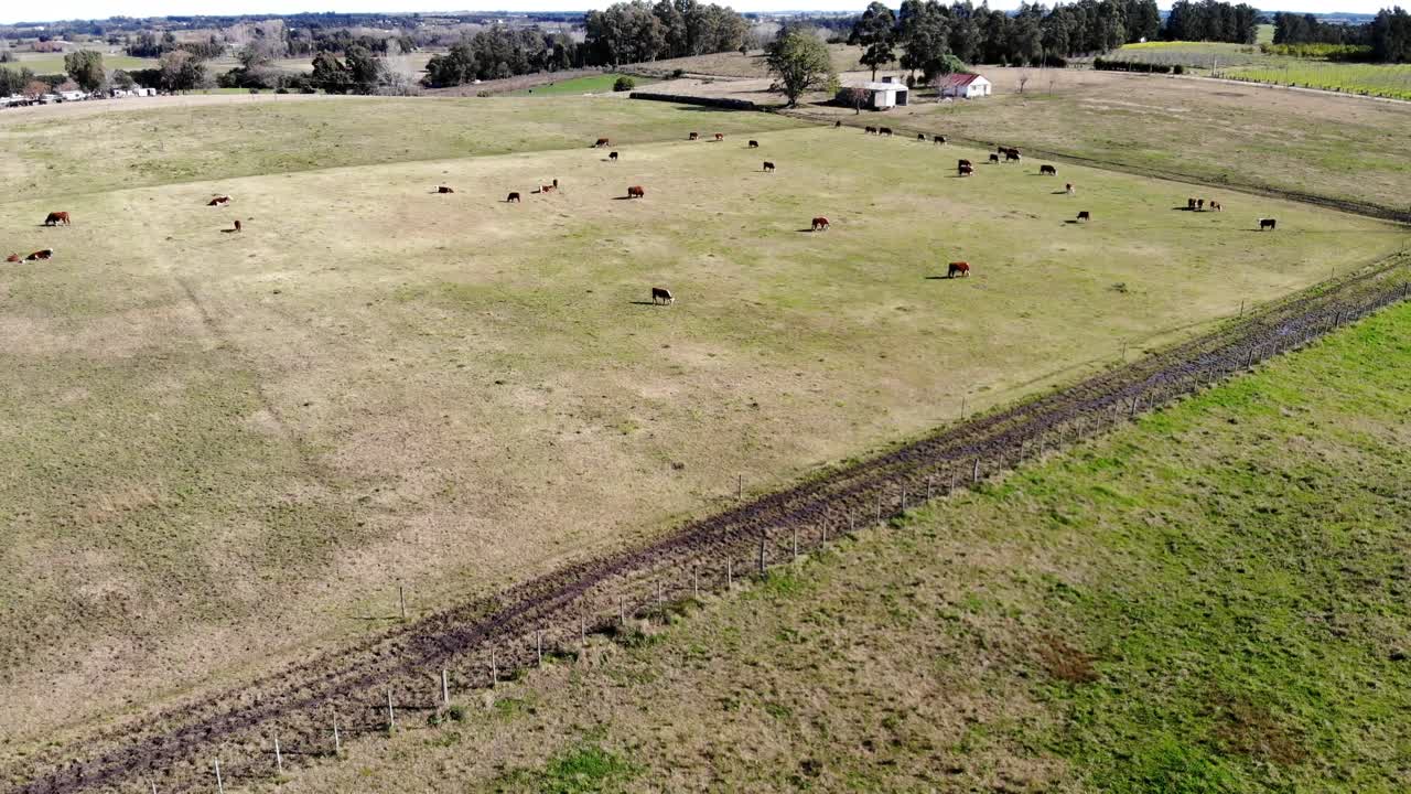 veduta aerea di un campo di allevamento di mucche