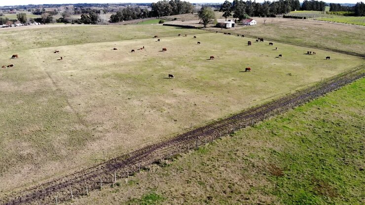veduta aerea di un campo di allevamento di mucche