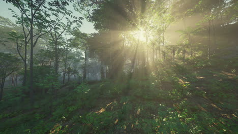 sunlight streaming through a lush forest