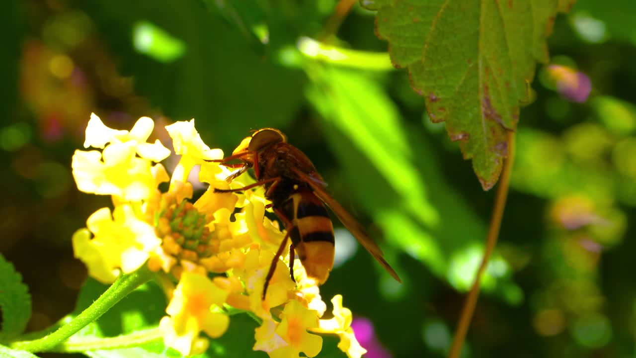 벌 아피스는 노란색 꽃에서 꽃가루를 뿌리는 동안